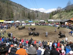 KuhkampfMission 2011