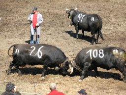 KuhkampfMission 2011