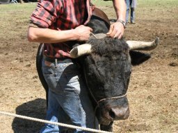 KuhkampfMission 2011