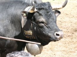 KuhkampfMission 2011