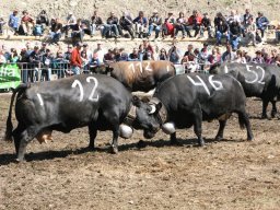 KuhkampfMission 2011